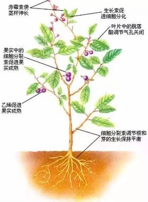 警惕！植物生长调节剂的真相 它与植物激素有何不同？