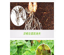 植物生长调节剂 作物的隐形调控者